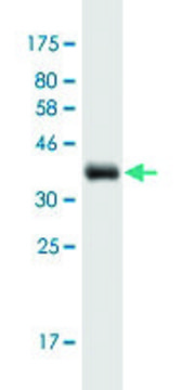 Monoclonal Anti-SYT7 antibody produced in