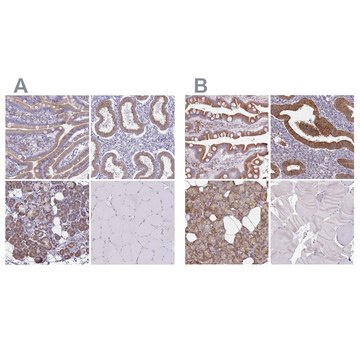 Anti-TMED10 antibody produced in rabbit