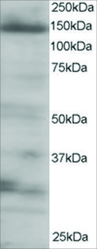 Anti-4E-T/EIF4ENIF1 antibody produced in goat