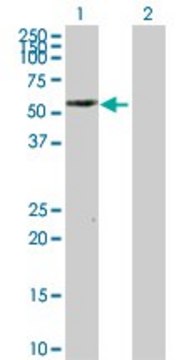 Anti-PTRF antibody produced in rabbit
