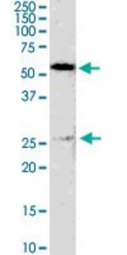Monoclonal Anti-GSTM4 antibody produced in