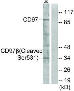 Anti-CD97 ? (Cleaved-Ser?³¹) antibody produced