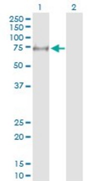Anti-MYLK2 antibody produced in rabbit