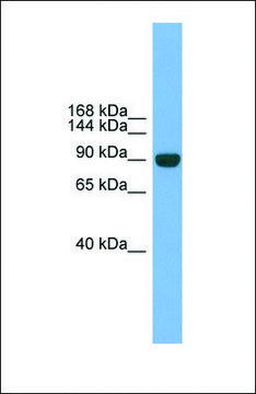 Anti-NPAS2 antibody produced in rabbit