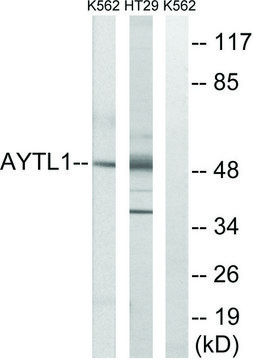 Anti-LPCAT2 antibody produced in rabbit