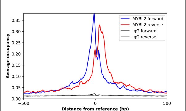 Anti-MYBL2 antibody produced in rabbit