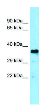Anti-BSG antibody produced in rabbit