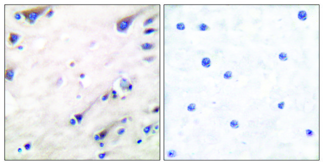 Anti-KSR antibody produced in rabbit