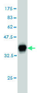 Monoclonal Anti-MTHFD1L antibody produced in