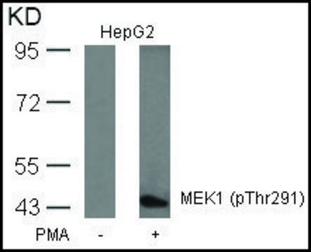 Anti-phospho-MAP2K1 (pThr²?¹) antibody produced in