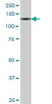 Anti-ENPP1 antibody produced in mouse