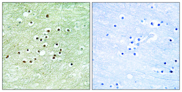 Anti-NPAS4 antibody produced in rabbit
