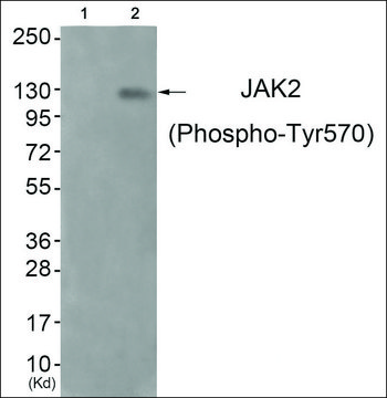 Anti-phospho-JAK2 (pTyr???) antibody produced in