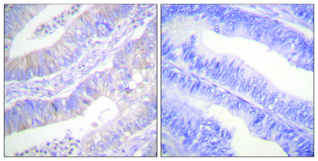 Anti-CFTR antibody produced in rabbit