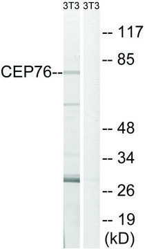 Anti-CEP76 antibody produced in rabbit