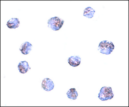 Anti-TMEM214 antibody produced in rabbit