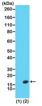 Anti-Dimethyl Histone H3 (Lys23) antibody,
