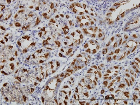 Monoclonal Anti-WWP1 antibody produced in