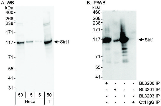 Rabbit anti-Sirt1 Antibody, Affinity Purified