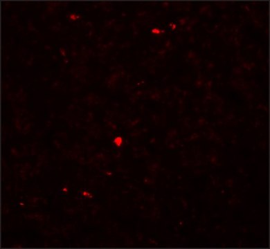 Anti-MOX1 antibody produced in rabbit