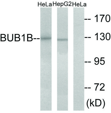 Anti-BUB1B antibody produced in rabbit