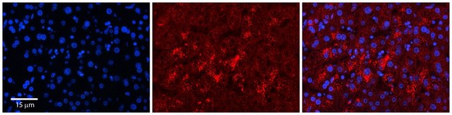 Anti-LYPLA2 antibody produced in rabbit