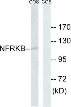 Anti-NFRKB antibody produced in rabbit