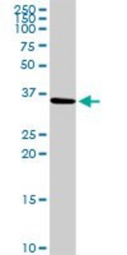 Anti-SLC25A6 antibody produced in rabbit