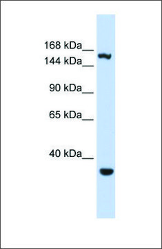 Anti-EIF4G3 antibody produced in rabbit