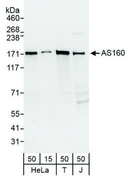 Rabbit anti-AS160 Antibody, Affinity Purified