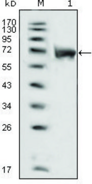 Monoclonal Anti-FGFR1 antibody produced in