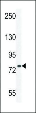 ANTI-SORBS1 (CENTER) antibody produced in