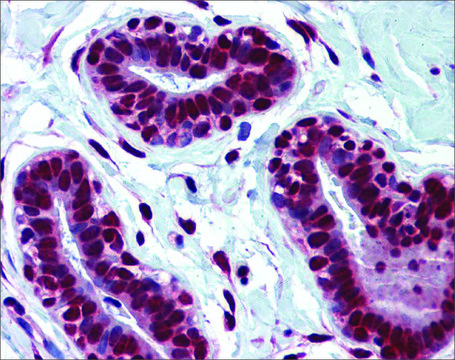 Anti-HNRNPC antibody produced in rabbit
