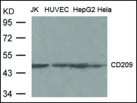 Anti-CD209 antibody produced in rabbit