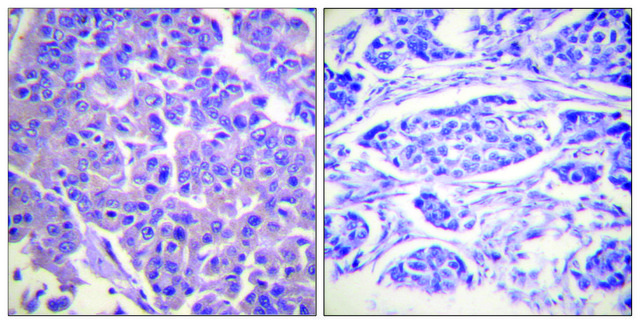 Anti-Caldesmon antibody produced in rabbit