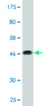 Monoclonal Anti-CD164 antibody produced in