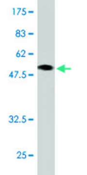 Monoclonal Anti-CBX3 antibody produced in