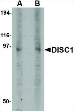 Anti-DISC1 (ab1) antibody produced in