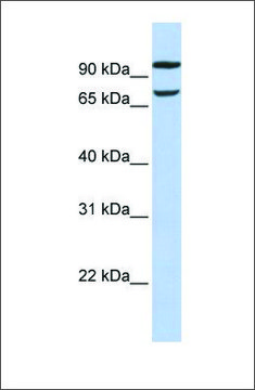 Anti-FAM38B antibody produced in rabbit