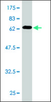 Monoclonal Anti-MIB2 antibody produced in