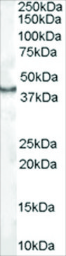 Anti-CDX2 antibody produced in goat