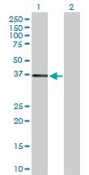Anti-NR1I3 antibody produced in rabbit