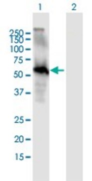 Anti-EGFL6 antibody produced in mouse