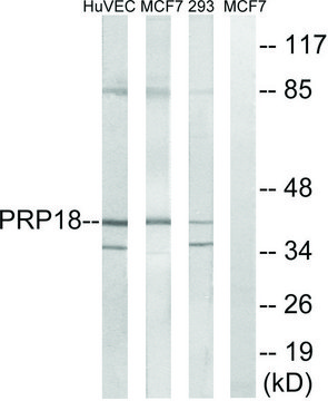 Anti-PRPF18 antibody produced in rabbit