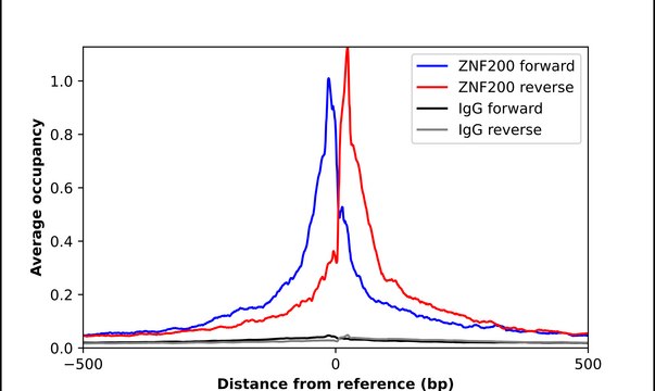 Anti-ZNF200 antibody produced in rabbit