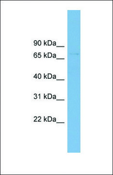 Anti-SLC2A12 antibody produced in rabbit