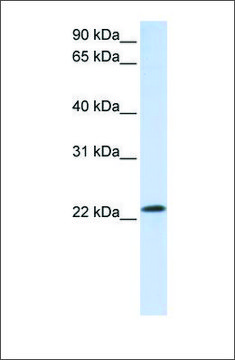 Anti-RAB18 antibody produced in rabbit