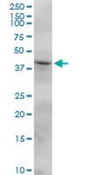 Anti-FCRLM2 antibody produced in mouse