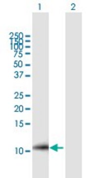 Anti-hCG_1731871 antibody produced in mouse