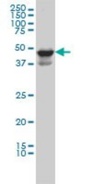 ANTI-MDS028 antibody produced in mouse